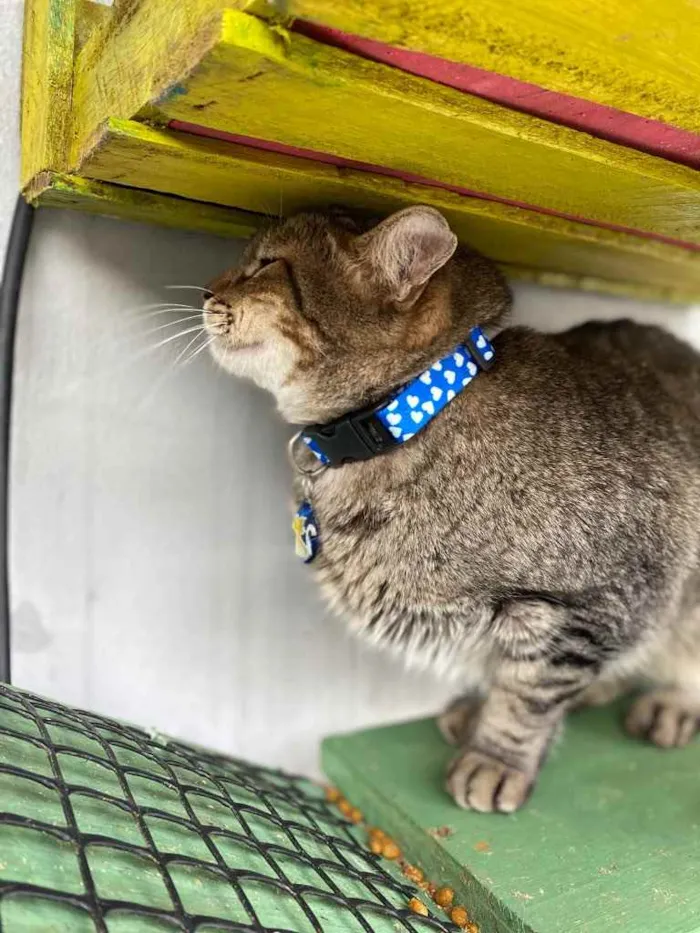 Gato ra a  idade 1 ano nome Amora