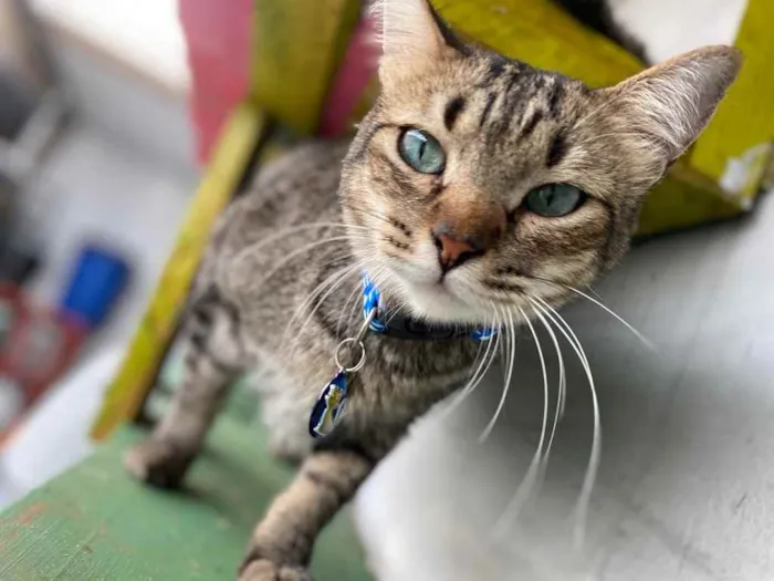 Gato ra a  idade 1 ano nome Amora