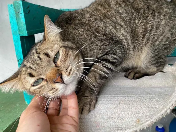 Gato ra a  idade 1 ano nome Amora