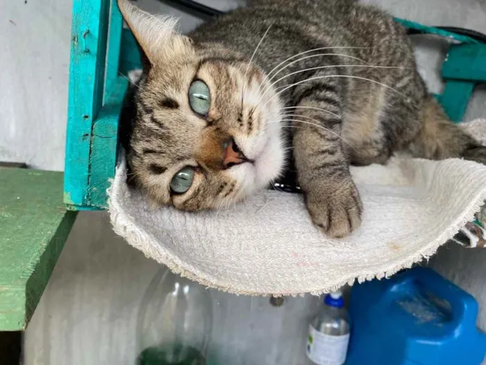Gato ra a  idade 1 ano nome Amora