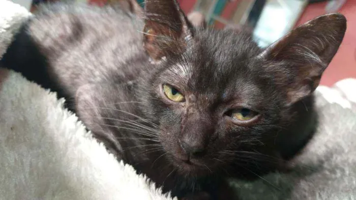 Gato ra a SRD idade 2 a 6 meses nome Pretinho 