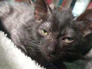 Gato raça SRD idade 2 a 6 meses nome Pretinho 