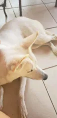 Cachorro raça Pastor Branco idade 7 a 11 meses nome Friga