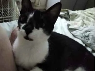 Gato ra a Srd idade 1 ano nome Linguiça linda gatin