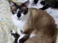 BrancaLinda gatinha