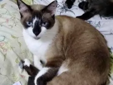 Gato ra a Siamês com vira-lata  idade 2 anos nome BrancaLinda gatinha