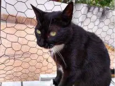 Gato ra a Srd  idade 2 anos nome Ariane linda e Fofa