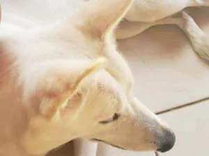 Cachorro raça Pastor Branco idade 7 a 11 meses nome Friga