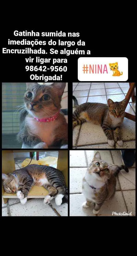 Gato ra a Comum idade 6 ou mais anos nome Nina