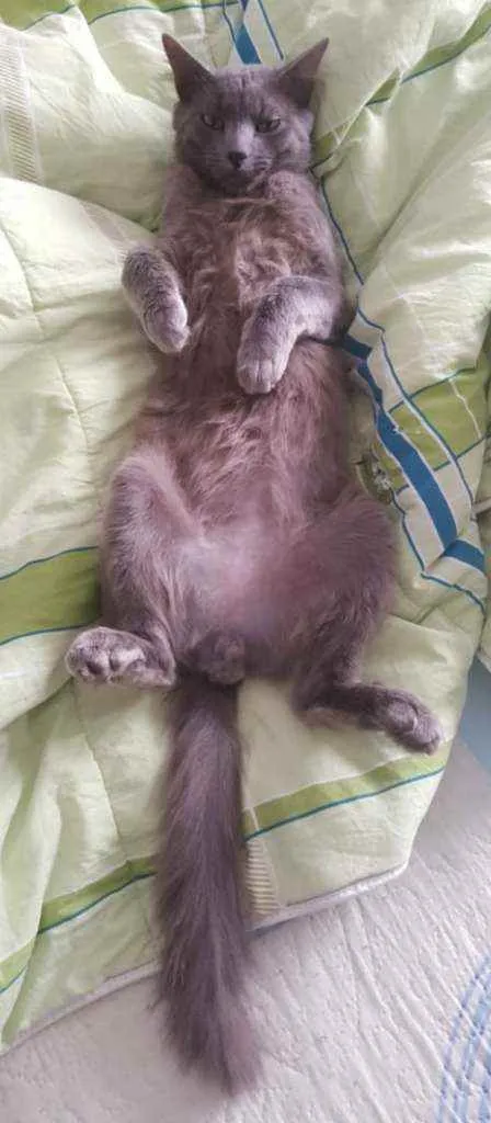 Gato ra a SRD idade 2 anos nome CHRISTIAN 