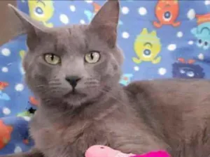 Gato raça SRD idade 2 anos nome CHRISTIAN 