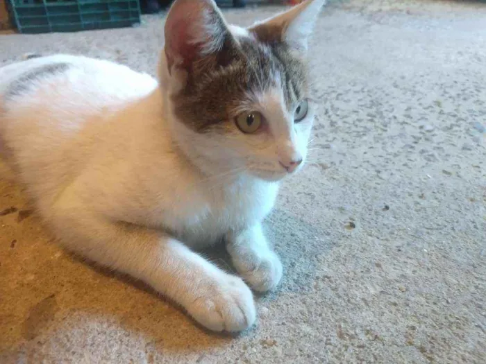 Gato ra a SRD idade 1 ano nome Lindinha