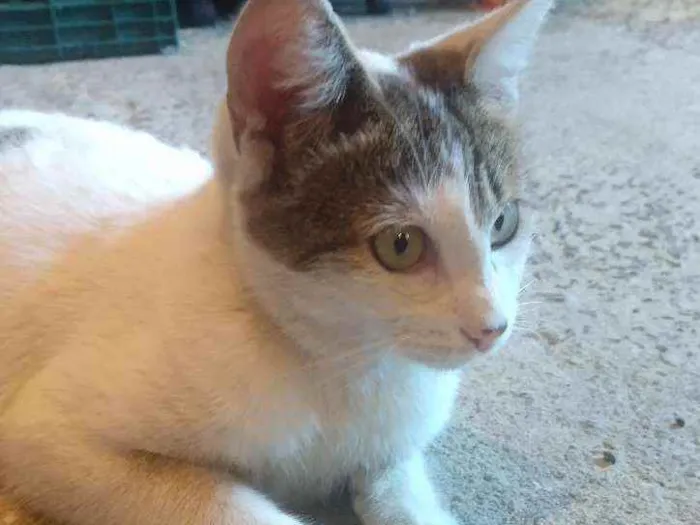 Gato ra a SRD idade 1 ano nome Lindinha
