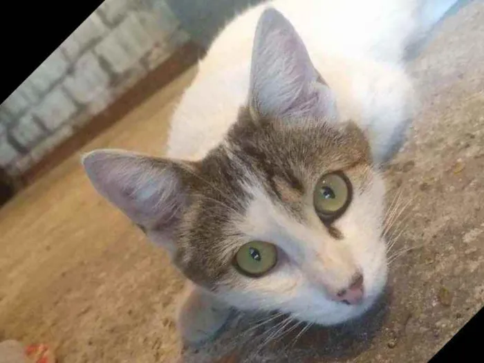 Gato ra a SRD idade 1 ano nome Lindinha