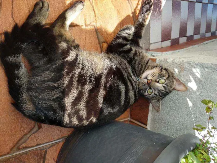 Gato ra a SRD idade 2 anos nome Bóris