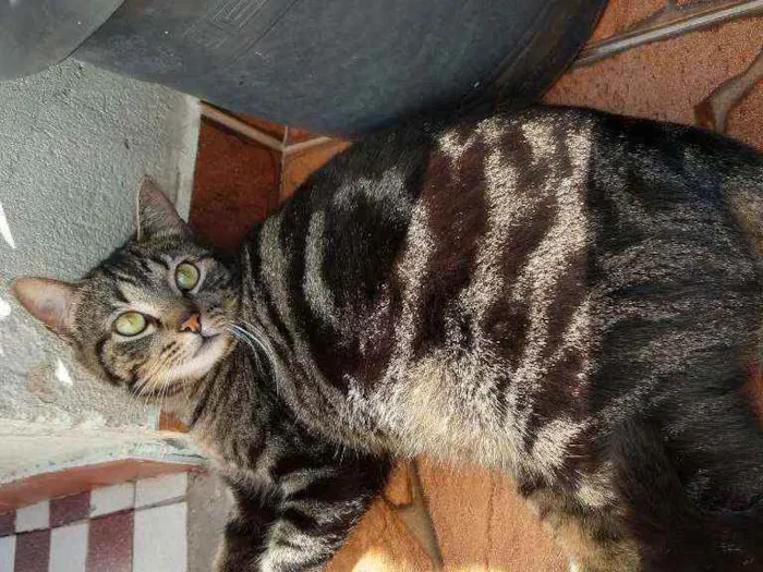 Gato ra a SRD idade 2 anos nome Bóris