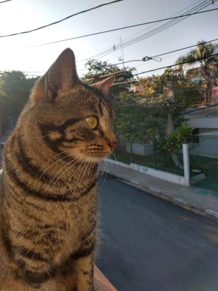 Gato ra a SRD idade 2 anos nome Bóris