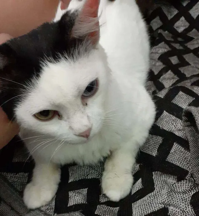 Gato ra a SRD-ViraLata idade 7 a 11 meses nome Yandara/Yanyan