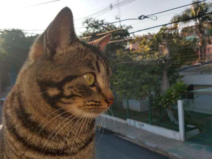 Gato ra a SRD idade 2 anos nome Bóris