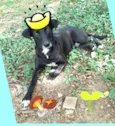 Nuno