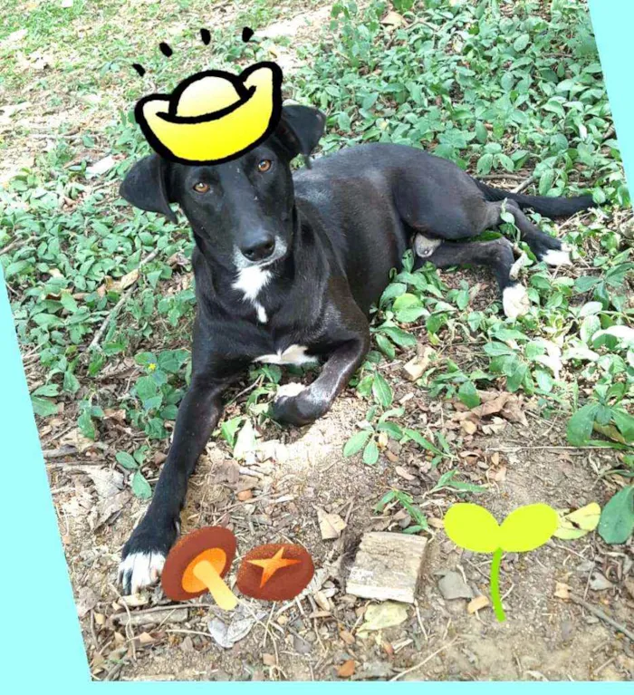 Cachorro ra a  idade 3 anos nome Nuno