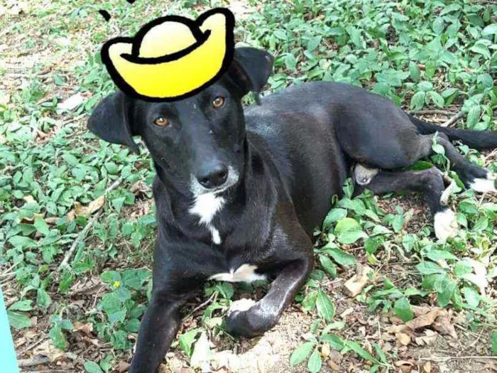 Cachorro ra a  idade 3 anos nome Nuno