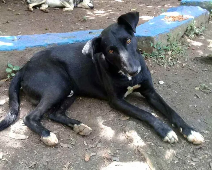 Cachorro ra a  idade 3 anos nome Nuno