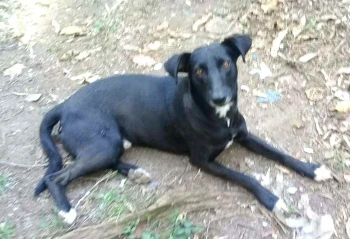 Cachorro ra a  idade 3 anos nome Nuno