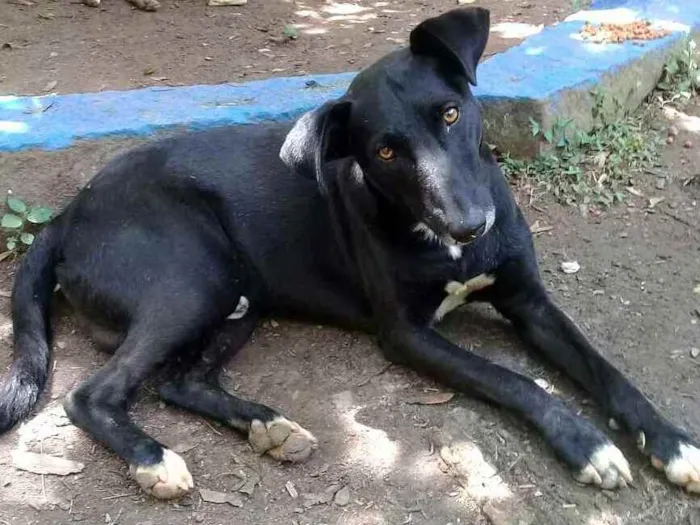Cachorro ra a  idade 3 anos nome Nuno