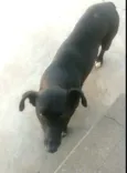 Nuno