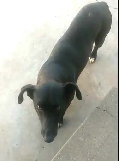 Cachorro ra a  idade 3 anos nome Nuno