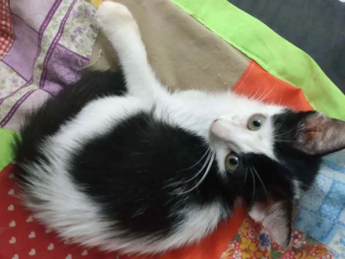 Gato raça Srd idade 2 a 6 meses nome Cindy