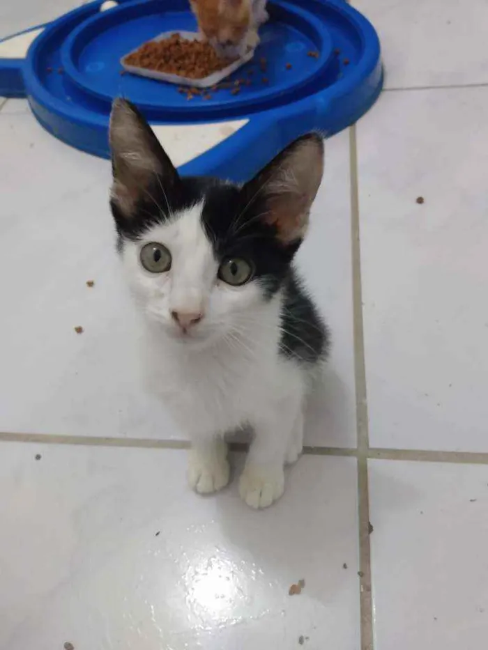 Gato raça Srd idade 2 a 6 meses nome Cindy