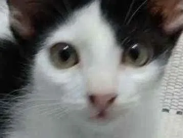 Gato raça Srd idade 2 a 6 meses nome Cindy