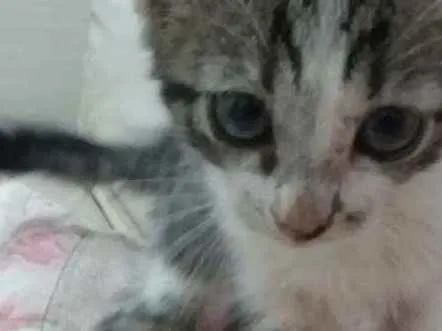 Gato raça Srd idade Abaixo de 2 meses nome Peteca