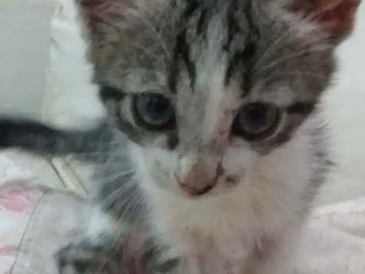 Gato raça Srd idade Abaixo de 2 meses nome Peteca