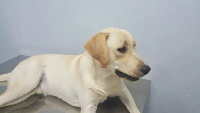 Cachorro ra a Labrador idade 3 anos nome Maximus