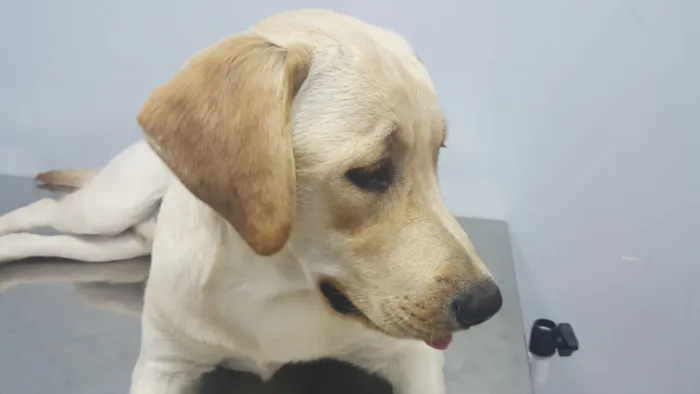 Cachorro ra a Labrador idade 3 anos nome Maximus