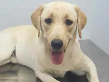 Cachorro ra a Labrador idade 3 anos nome Maximus