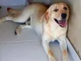 Maximus