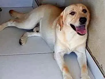 Cachorro ra a Labrador idade 3 anos nome Maximus