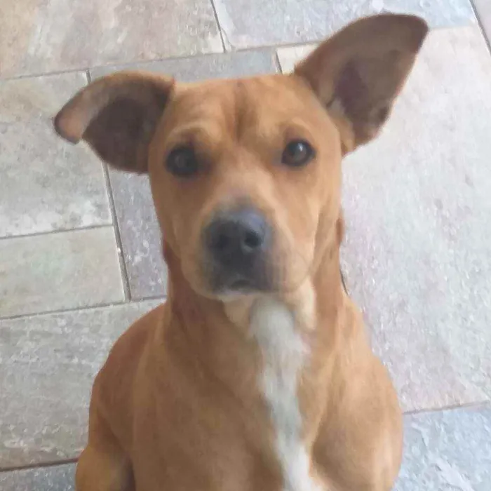 Cachorro ra a Sem raça definitida idade 1 ano nome Sem nome