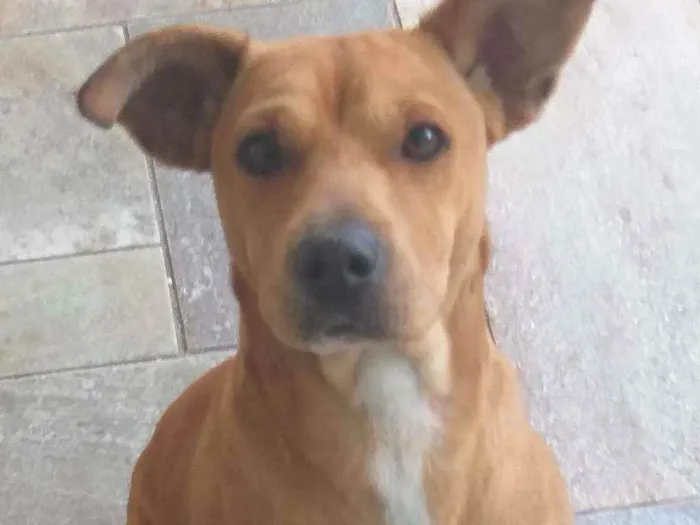 Cachorro ra a Sem raça definitida idade 1 ano nome Sem nome