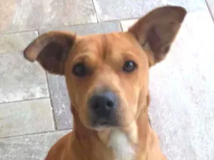 Cachorro raça Sem raça definitida idade 1 ano nome Sem nome