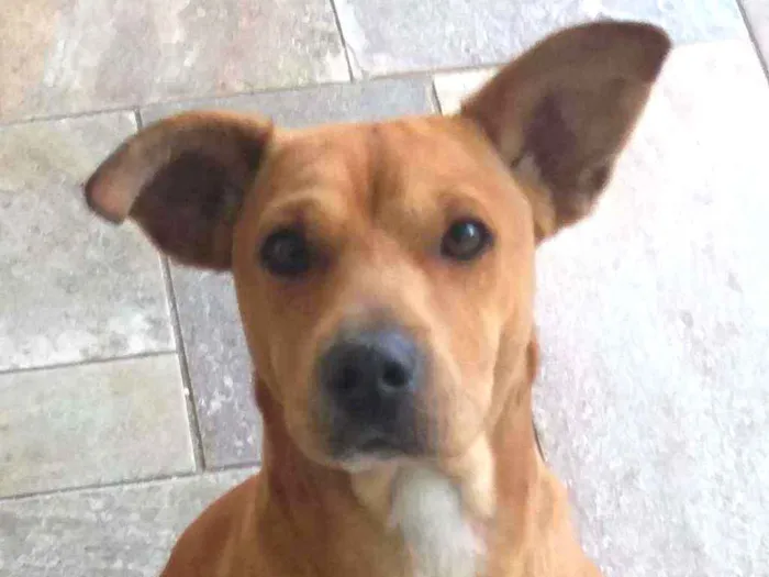 Cachorro ra a Sem raça definitida idade 1 ano nome Sem nome
