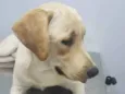 Maximus