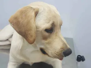 Cachorro raça Labrador idade 3 anos nome Maximus