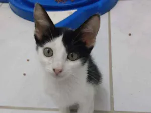 Gato raça Srd idade 2 a 6 meses nome Cindy