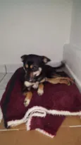 Cachorro raça SRD-ViraLata idade 1 ano nome Fifi