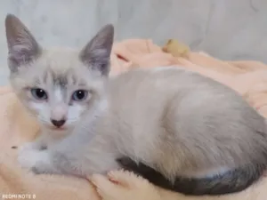 Gato raça SRD idade 2 a 6 meses nome Zack